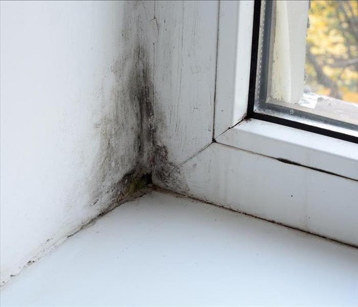Black mold on the corner of a window